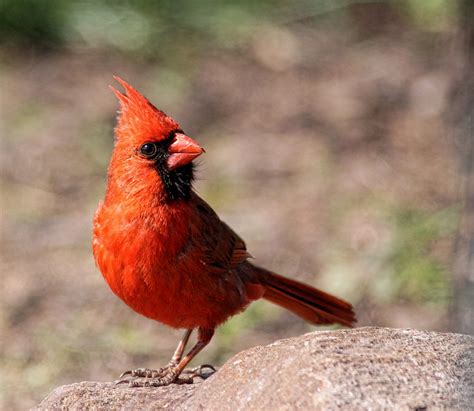 Male Northern Cardinal Birds And Blooms