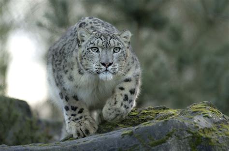 Snow Leopard Full Hd Wallpaper And Background Image 2048x1350 Id369045