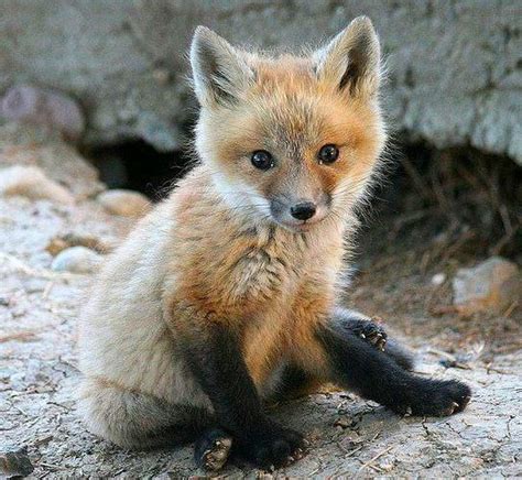 Red Fox Cub Foxes Pinterest