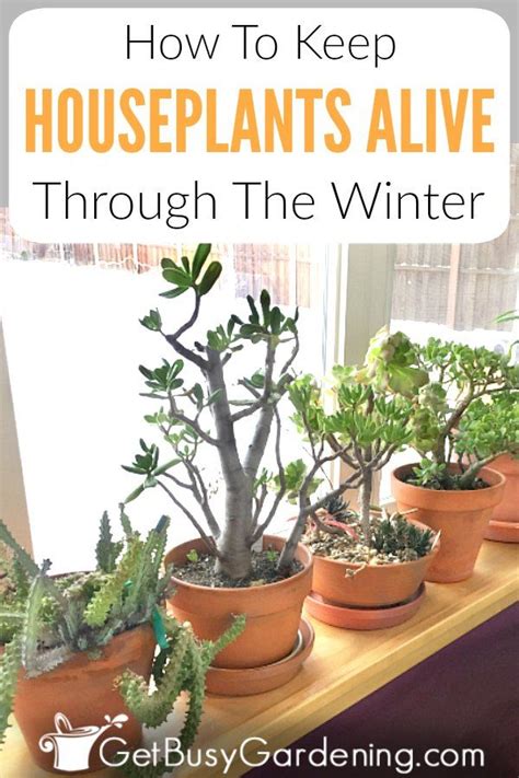We did not find results for: How To Keep Indoor Plants Alive In Winter | Indoor plants ...