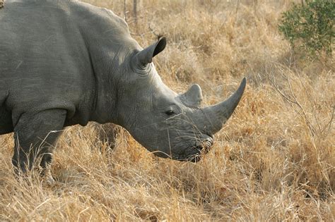 769 Rhinos Poached In South Africa In 2018 Save The Rhino