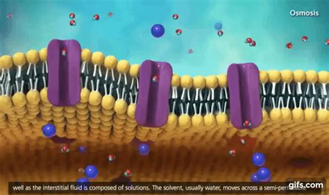 Free animated animals plus clipart and transparent gifs free to use for your website. Membrane Transport in Cells Symport, Antiport, Co ...