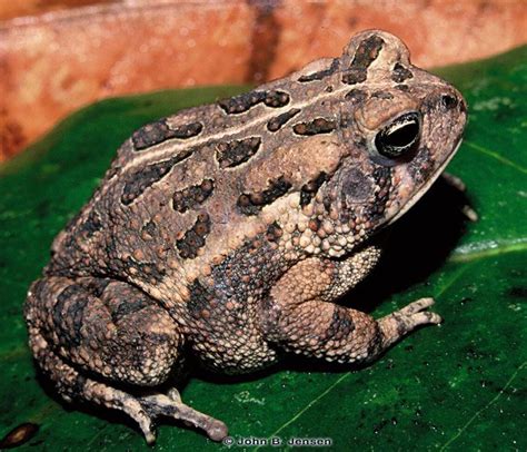Florida Frogs And Toads Discover Herpetology