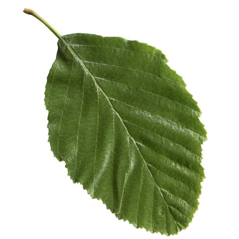 White Alder Leaf Nature In Novato