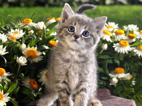 Cats And Kittens Wallpapers Top Free Cats And Kittens Backgrounds