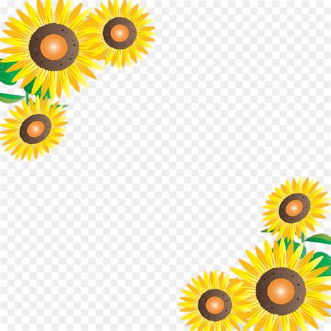 Bunga matahari (helianthus annuus l.) merupakan salah satu jenis. Transvaal Daisy, Biji Bunga Matahari, Bunga Potong gambar png
