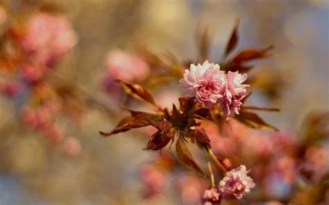 Beauty Bloom Blur Bokeh Branch Cherry Blossom Flower Flowers