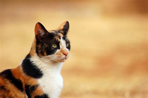 Three Colored Cat Free Photo Download Freeimages