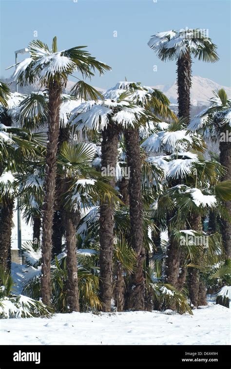 Palmtree With Snow On It Stock Photo Alamy