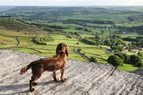 Top Ten Dog Friendly Walks In The Peak District Rustic Retreats