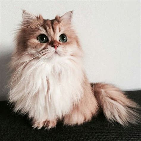 Pin By Gen Kainat On Delicate Cats Pretty Cats Fluffy Cat