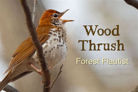 Videos Lang Elliott Forest Wood Flutist