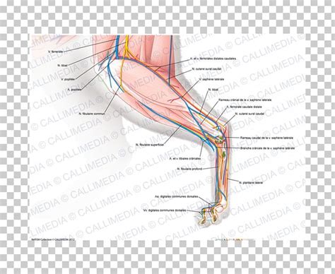 Diagram Cat Anatomy Muscles Diagram Media
