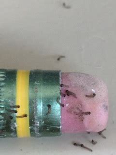If you walk into your bathroom and spot small, brown worms swimming around in your toilet, then your bowl is likely housing although just one horsehair worm (gordius spp.) can show up in your toilet bowl, they frequently appear in masses of more than 100 worms, forming a twisted, knotted ball that. Small White Larvae with Black Heads - All About Worms