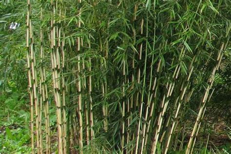 Bambou Fargesia Robusta Formidable