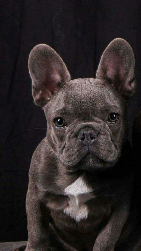 Well you're in luck, because here they come. Blue French Bulldog | Bulldog puppies, French bulldog ...