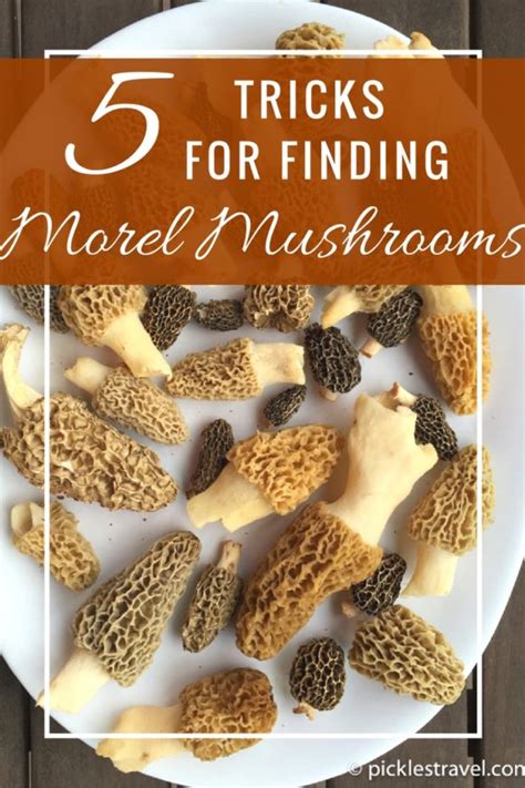 Guide To Hunting Morel Mushrooms Wild Edible Foraging