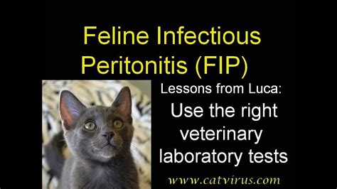 Feline Infectious Peritonitis Lupon Gov Ph