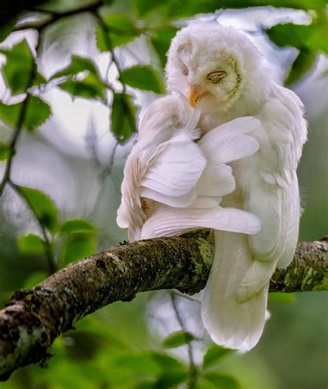 Beautiful Albino Barred Owl Rowls