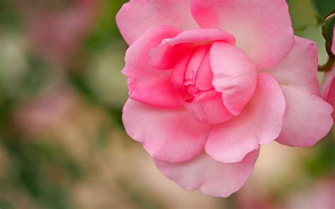 Wallpaper Pink Rose Close Up Petals Hazy 3840x2160 Uhd 4k Picture Image