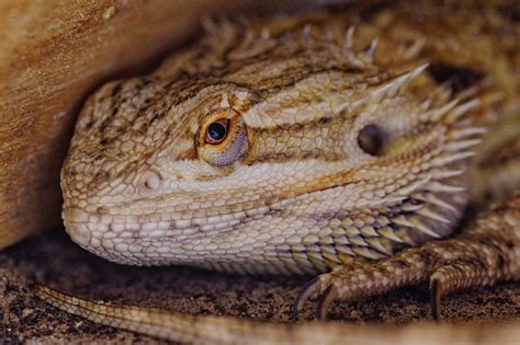 Species Of Reptiles That Are The Easiest To Take Care Of The Fox Magazine
