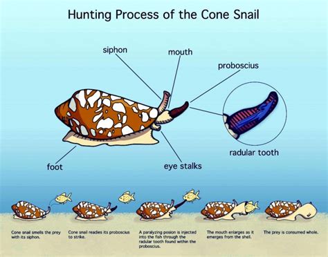 Evolution Of Venoms Invertebrates Cone Snails Jellyfish And Sea Urchins