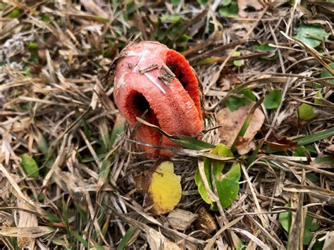 Weekly What Is It Stinkhorn Fungus Ufifas Extension Escambia County