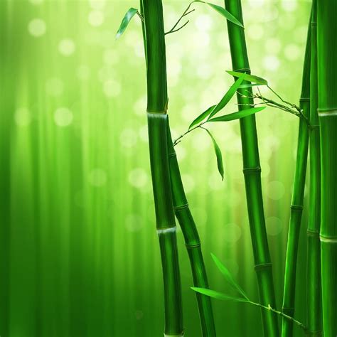 Hd Wallpaper Bamboo Ecosystem Forest Green Grove Old Growth