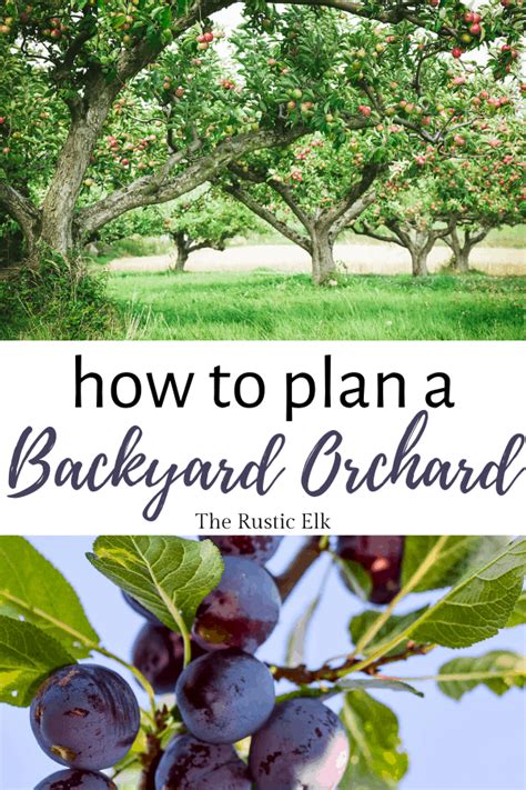 Planning Your Small Homestead Orchard Artofit