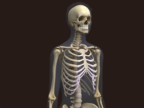 Check spelling or type a new query. Pras Academy - SMP: Contoh Soal IPA Kelas 8 Essai - Rangka ...