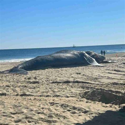 Another Dead Whale Washes Up On The Jersey Shore The Journal Magazines