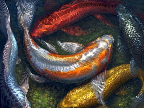 10 Most Popular Koi Fish Wallpaper Hd Full Hd 1080p For Pc Background 2023