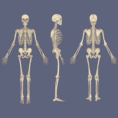 Anatomical Posters Skeleton