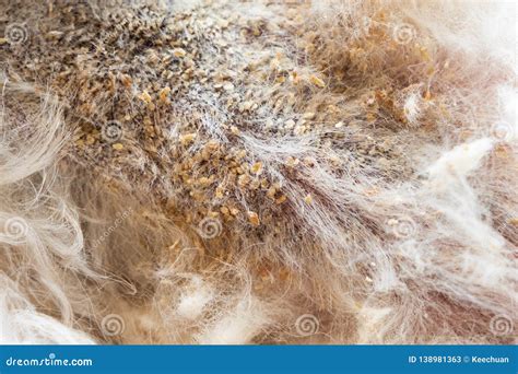 Close Up Of Dog Body Skin With Bad Yeast Fungal Infection Stock Image
