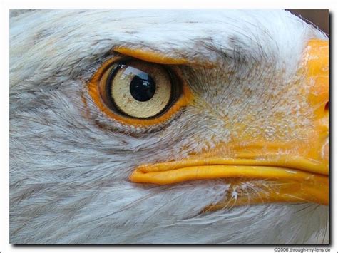 Pin By Juanita Topliff On Eagles Bald Eagle Eagle Eye Soft Eyes