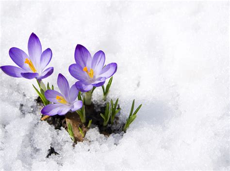 Crocuses In Snow Hoffman Irrigation