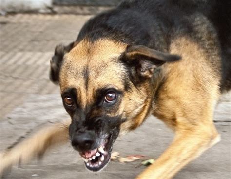 La Rabia En Perros Cómo Detectarla Y Ponerle Solución Bekia Mascotas
