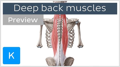 Deep Muscles Of The Back Attachments Innervation And Functions Preview Human Anatomy