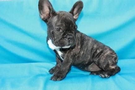 This breed almost became extinct but lived on because of the presence of the feral pigs. PUREBRED FRENCH BULLDOG PUPPIES for Sale in Phoenix ...