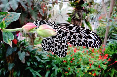 Butterfly parks are very interesting to visit and favoured a lot by kids. 18 Tempat Menarik Di Cameron Highland Yang Anda Boleh ...