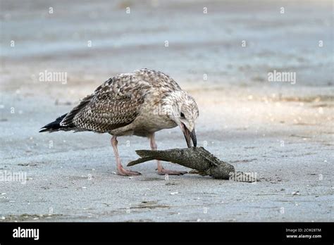 Seagull Eating Dead Fish On The Beach Stock Photo Alamy
