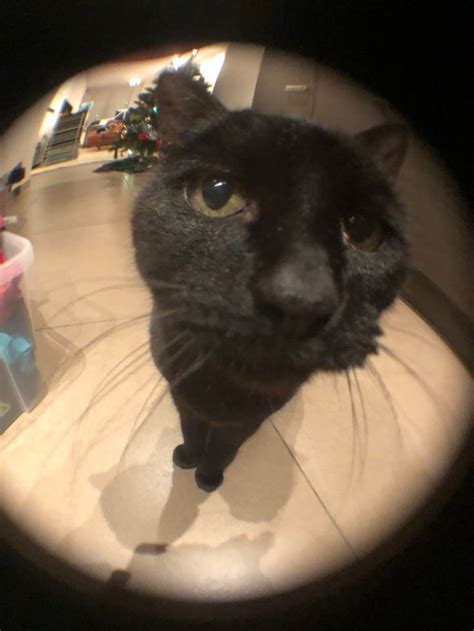 Sniff Sniff In 2022 Cat Pose Cats Fish Eye Lens Photography