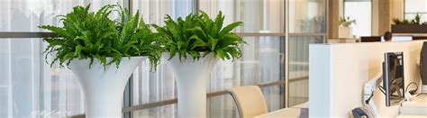 Indoor Office Plants Office Plant Hire Service The Green Office