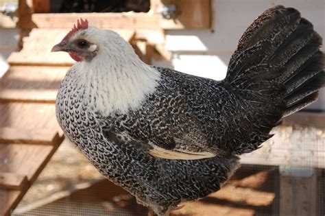 Egyptian Fayoumis Keeping Chickens Chicken Breeds Egyptian