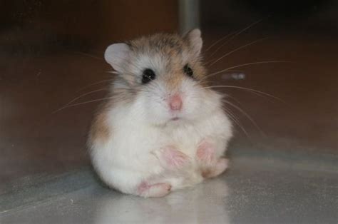 A Complete Guide To Roborovski Hamsters Pethelpful By