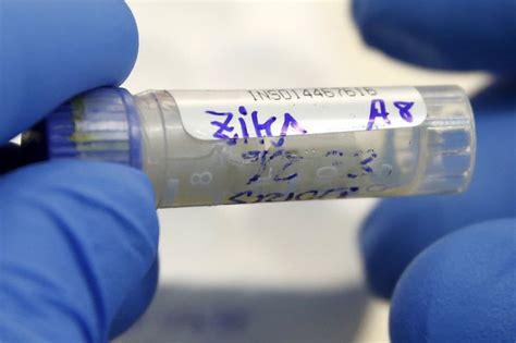 Zika Virus Can Spread Across Europe And Could Hit Ireland Irish Mirror Online