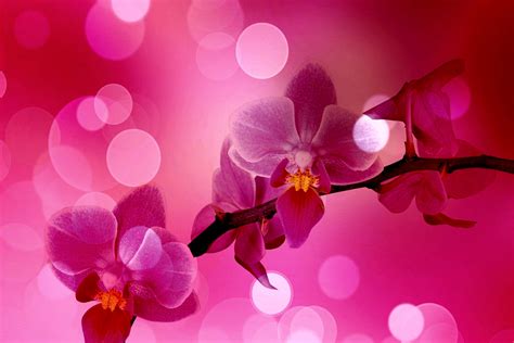 Pink Orchid Wallpaper Wallpapersafari