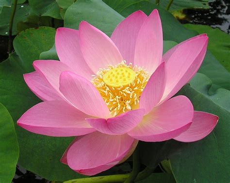 Pink Sacred Water Lily Lotus Nelumbo Nucifera Lily Lotus Plastic
