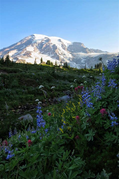 Wildflowers At Mt Rainier National Park 1064x1600 Naturelandscape
