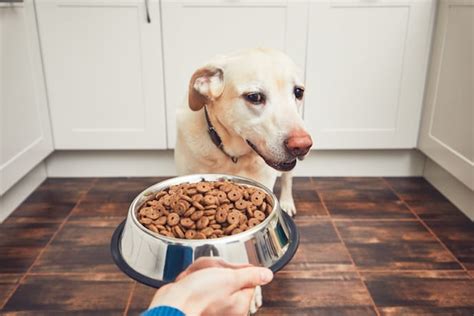 Here's a list of 53 foods and whether or not your dog can eat them. My Dog Won't Eat: Common Causes and Best Solutions